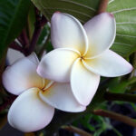 koerperbutter-zum-duschen-tempelbluete